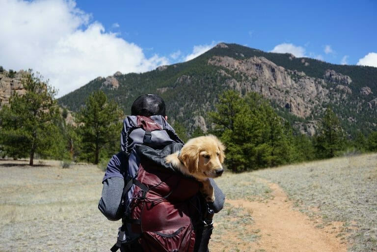 Best Dog Carrier Backpack 2020