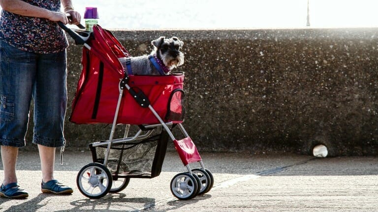 Best Dog Stroller 2021