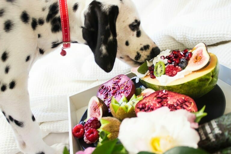 10 Best Senior Dog Food For Weight Gain 2021
