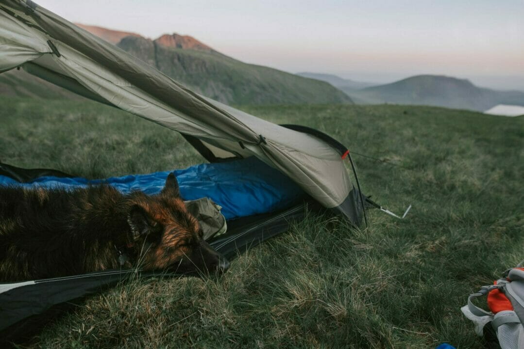 Pup Tent For Dogs