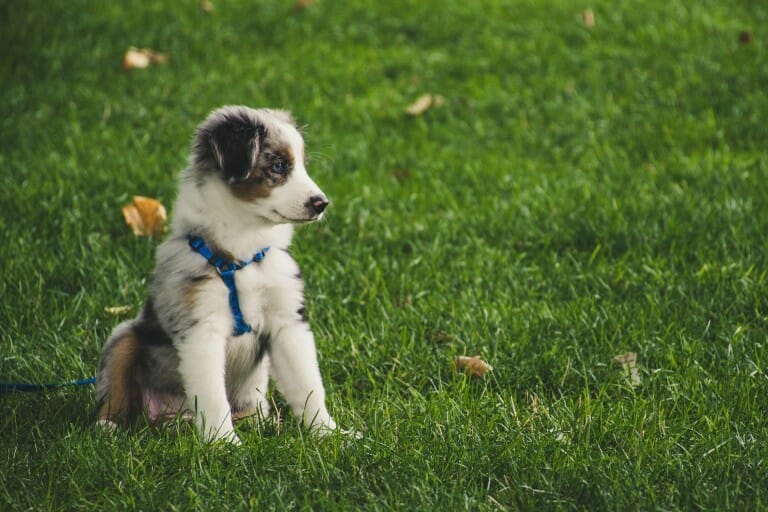 10 Best Dog Collar to Prevent Matting 2022