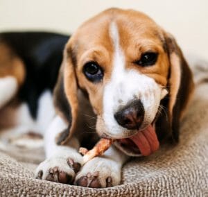 how-to-stop-dog-chewing-its-bed