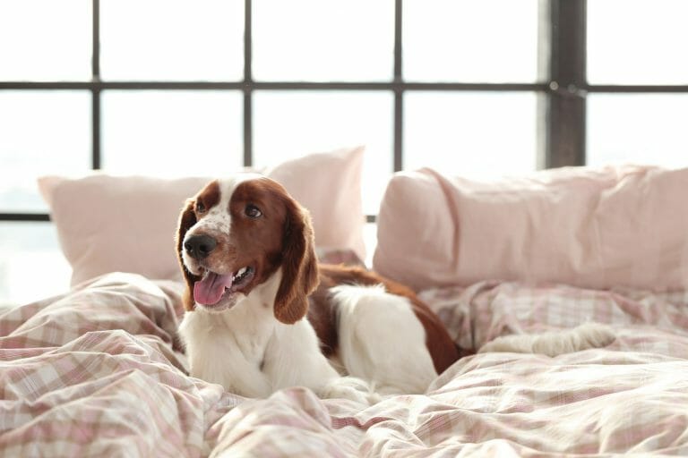 Get Expert Insights on Choosing the Best Dog Bed for Post-TPLO Surgery Recovery