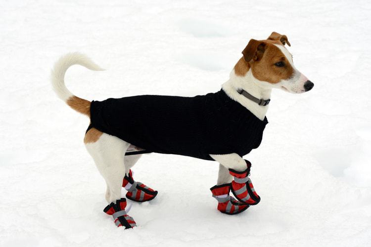 best-dog-boots-for-deep-snow