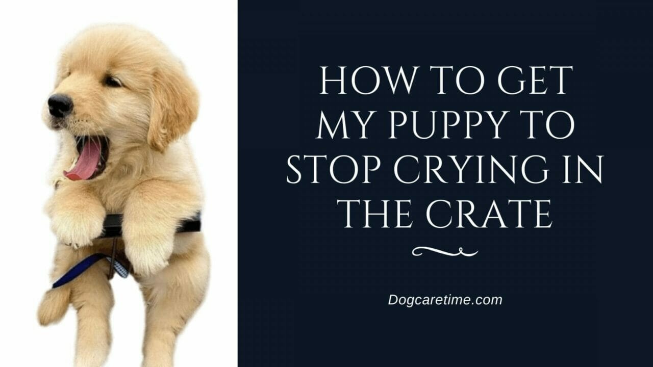 how to get my puppy to stop crying in the crate Dog Care