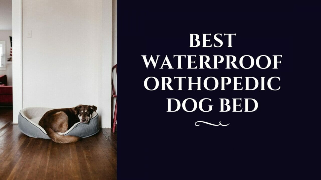 Best-Waterproof-Orthopedic-Dog-Bed