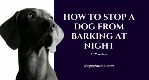 How-to-Stop-Dog-From-Barking-at-Night
