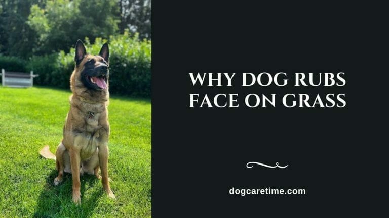 Why Dog Rubs Face on Grass