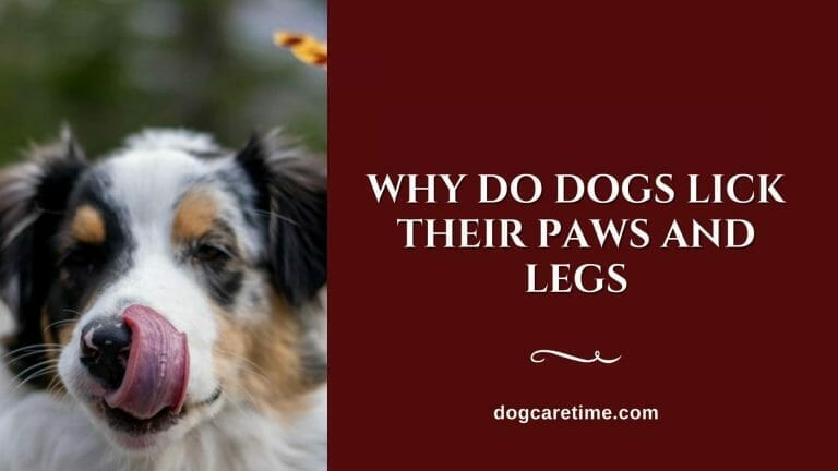 Why Do Dogs Lick Their Paws and Legs
