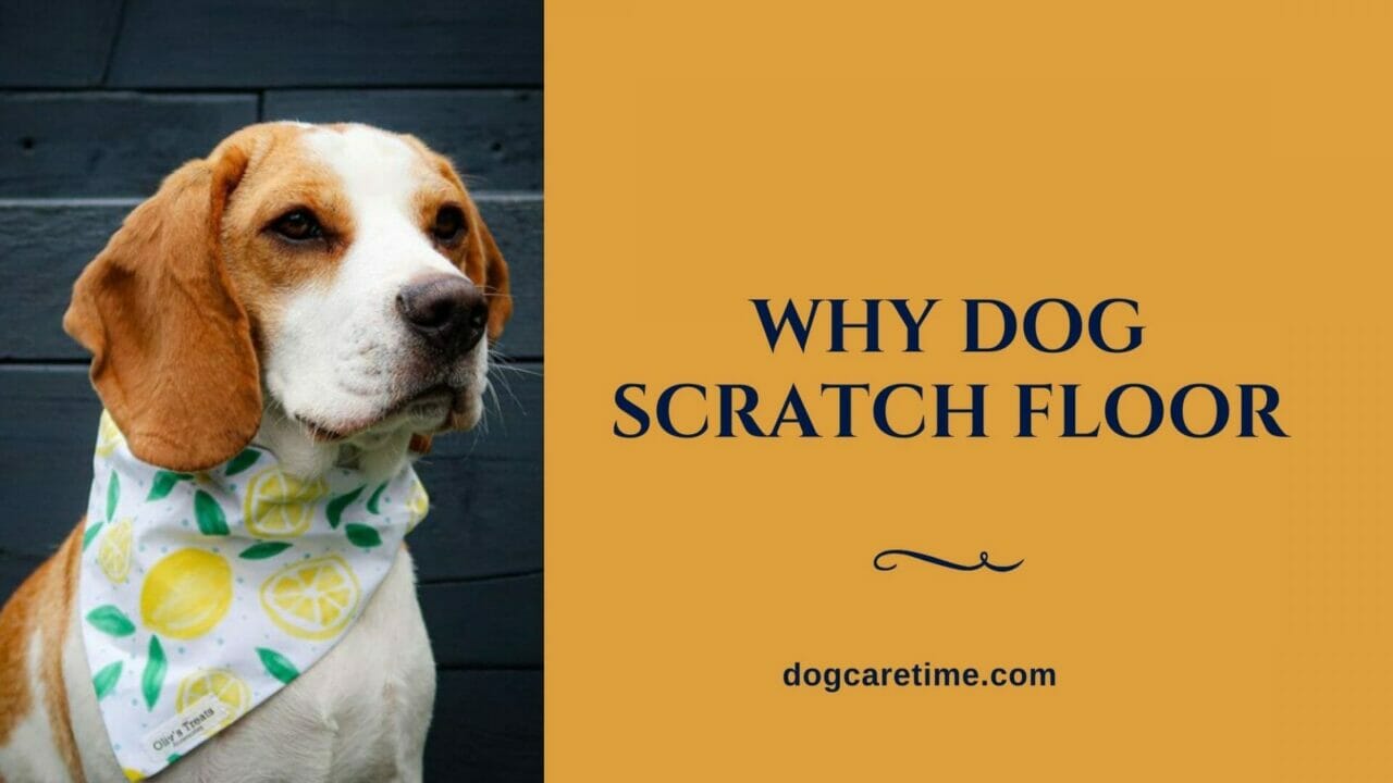 why-dog-scratch-floor