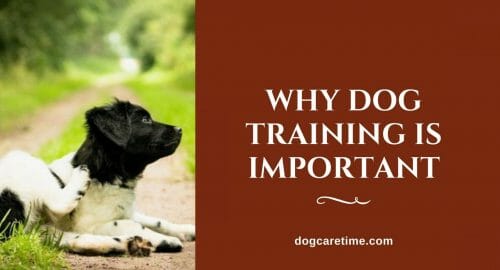 why-dog-training-is-important