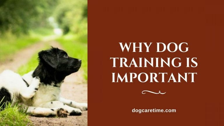 Why Dog Training Is Important – Experts Guide