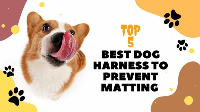 Best Dog Harness to Prevent Matting Top 5 768x433 -