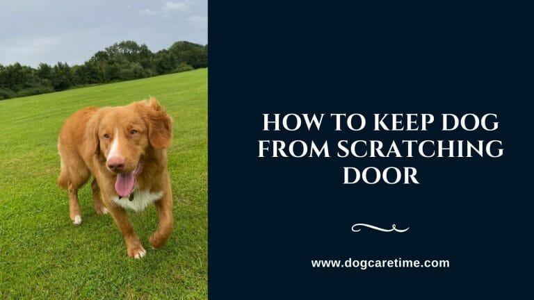 How to Keep Dog from Scratching Door