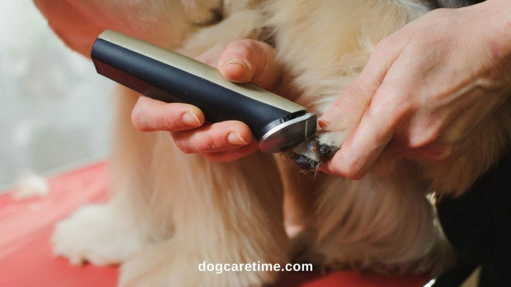 Difference Between Hair Clippers and Dog Clippers 1024x576 - Difference Between Hair Clippers and Dog Clippers