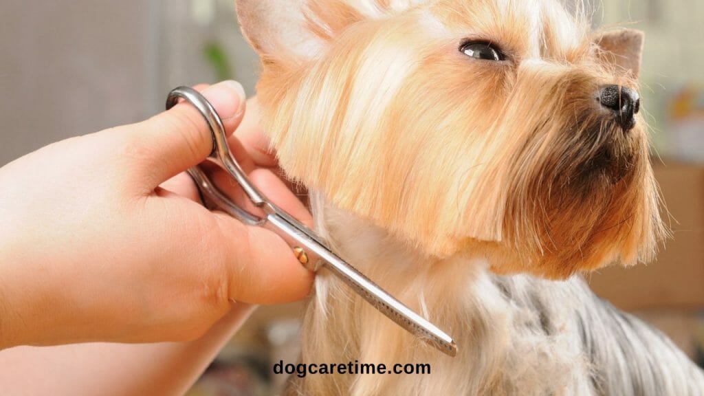 How-Do-Groomers-Get-The-Right-Dog-Grooming-Clipper