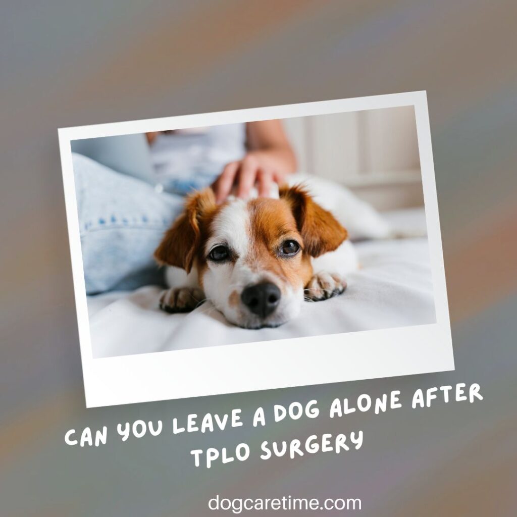 Can You Leave A Dog Alone After Tplo Surgery
