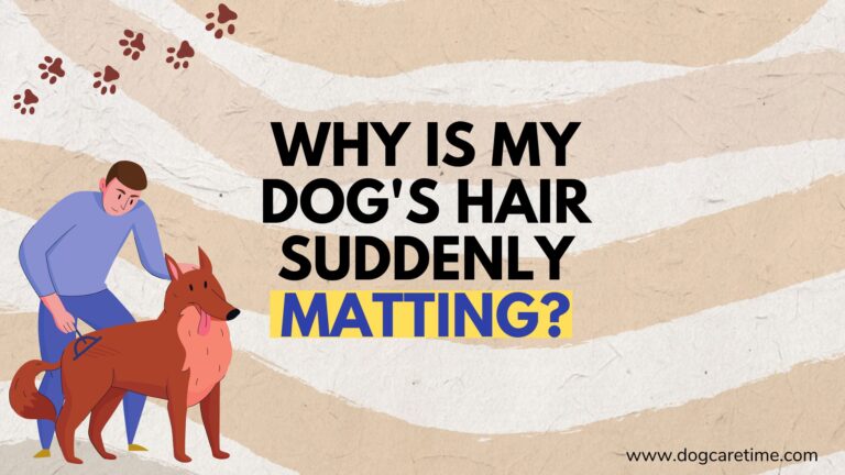 Why Your Dog’s Hair Is Suddenly Matting? 8 Reasons